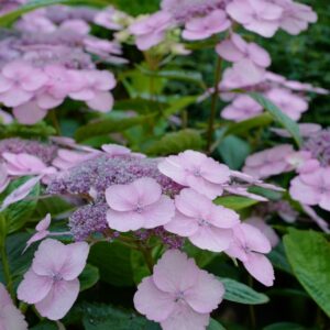 Hydrangea serrata 'Bluebird'