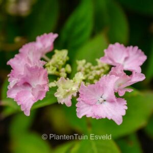 Hydrangea serrata 'Cap Sizun'