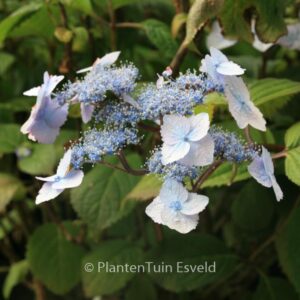 Hydrangea serrata 'Elisabeth'