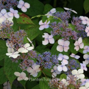Hydrangea serrata 'Forget Me Not'
