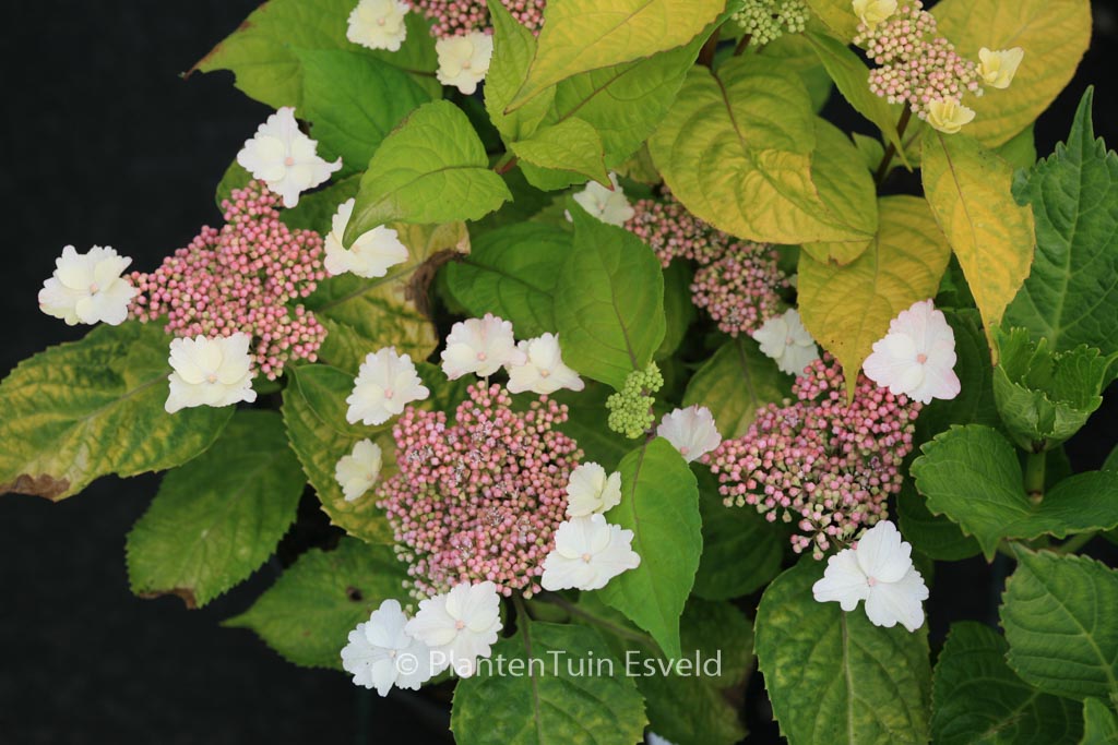 Hydrangea serrata 'Golden Sunlight'