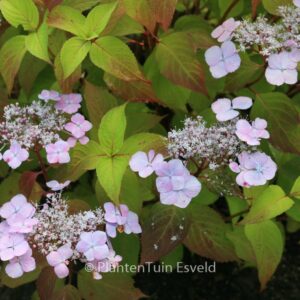 Hydrangea serrata 'Graciosa'