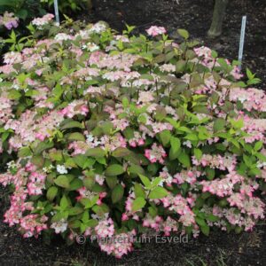 Hydrangea serrata 'Hatsu Shime'