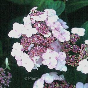 Hydrangea serrata 'Imperatrice Eugenie'