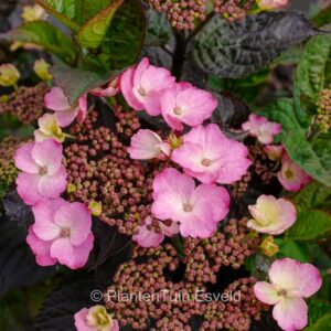 Hydrangea serrata 'Jpd01' (DAREDEVIL)