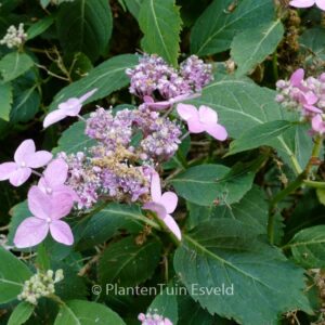 Hydrangea serrata 'Kaikyo'
