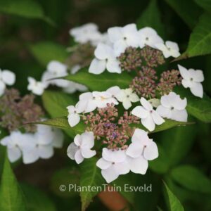 Hydrangea serrata 'Odoriko-amacha'