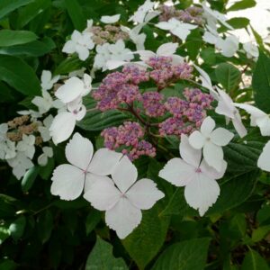 Hydrangea serrata 'Pamela'