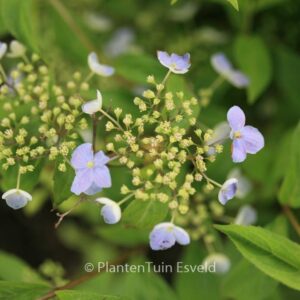 Hydrangea serrata 'Seto-no-tsuki'
