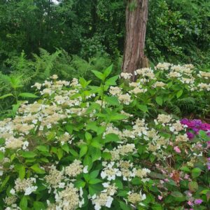 Hydrangea serrata 'Shiro-gaku'