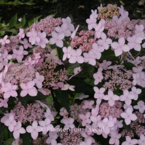 Hydrangea serrata 'Tiara'