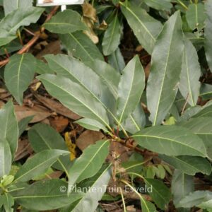 Hydrangea serratifolia