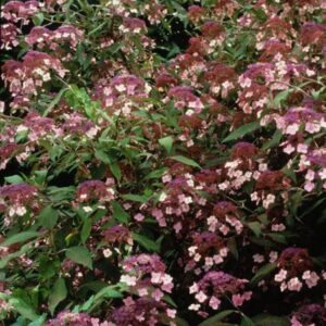 Hydrangea villosa 'Velvet Lace'