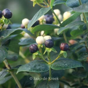 Hypericum 'Allblizz' (MIRACLE BLIZZ)