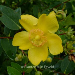 Hypericum 'Hidcote'