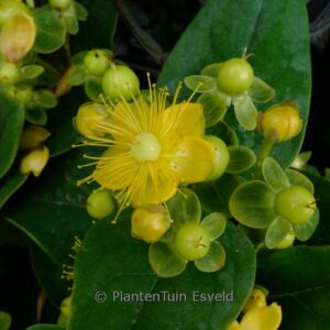 Hypericum 'Miracle Pistache'