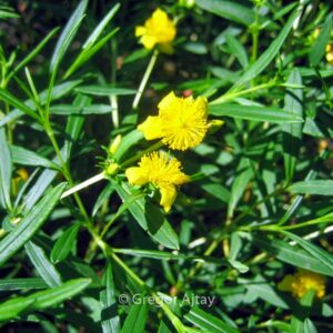 Hypericum densiflorum 'Buttercup'