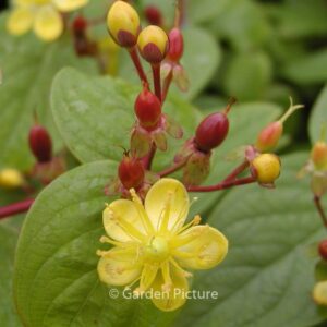 Hypericum inodorum 'Rheingold'