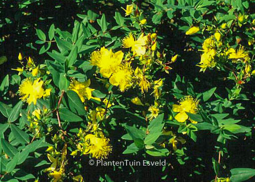Hypericum kouytchense