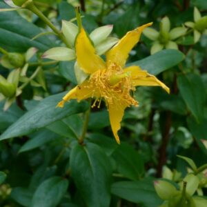 Hypericum lancasteri