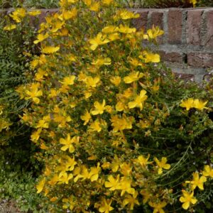 Hypericum olympicum