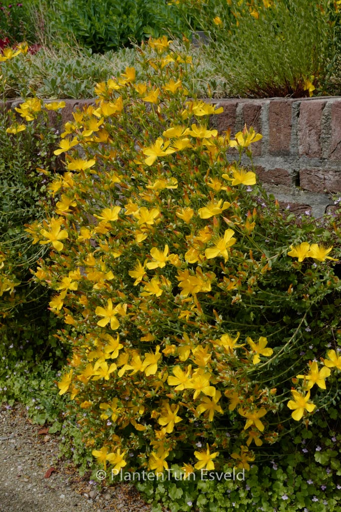 Hypericum olympicum