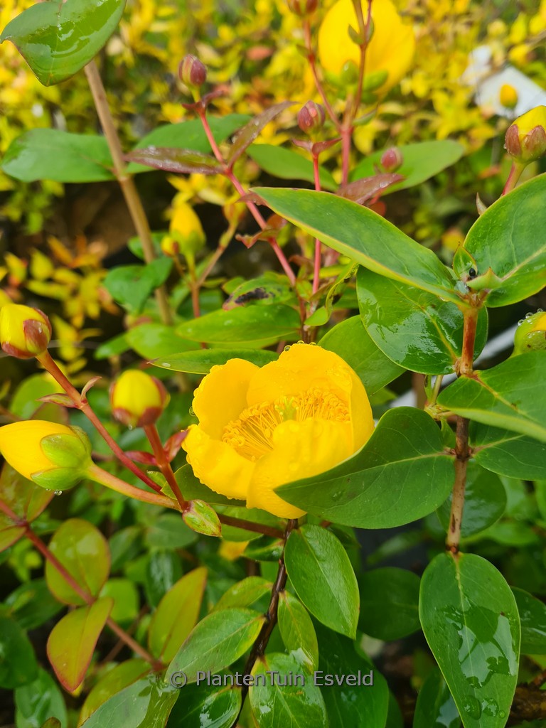 Hypericum oxyphyllum