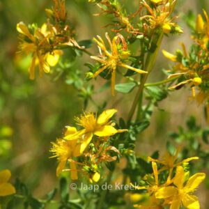 Hypericum perforatum