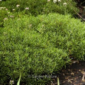 Iberis sempervirens 'Appen-Etz'
