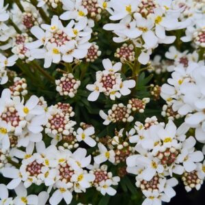 Iberis sempervirens 'Fischbeck'