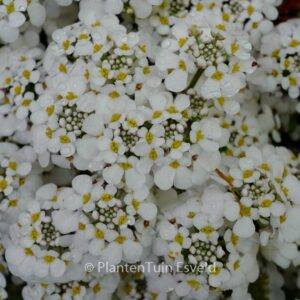 Iberis sempervirens 'Masterpiece'