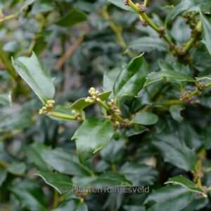 Ilex 'Chinese Boy'