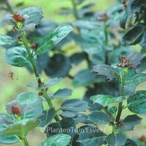 Ilex 'Malcolm S. Whipple'