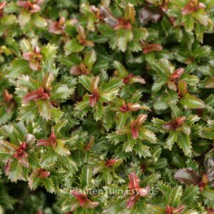 Ilex 'Mondo' (LITTLE RASCAL)