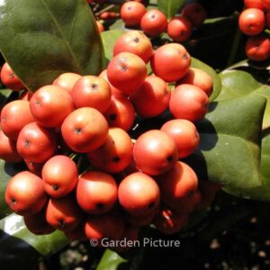 Ilex 'Nellie R. Stevens'