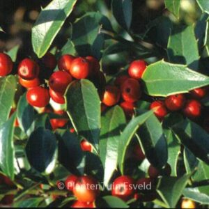 Ilex 'September Gem'