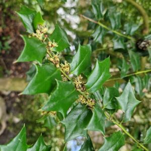 Ilex 'Virgo'