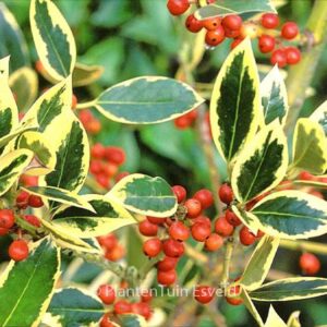Ilex altaclerensis 'Belgica Aurea'
