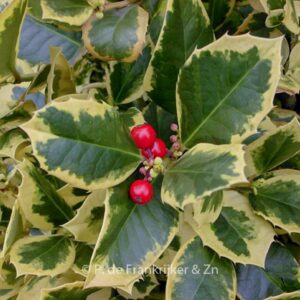 Ilex altaclerensis 'Golden King'