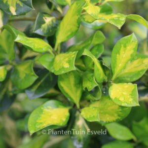 Ilex altaclerensis 'Lawsoniana'