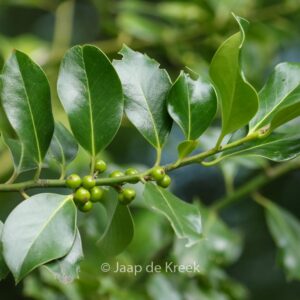 Ilex aquifolium