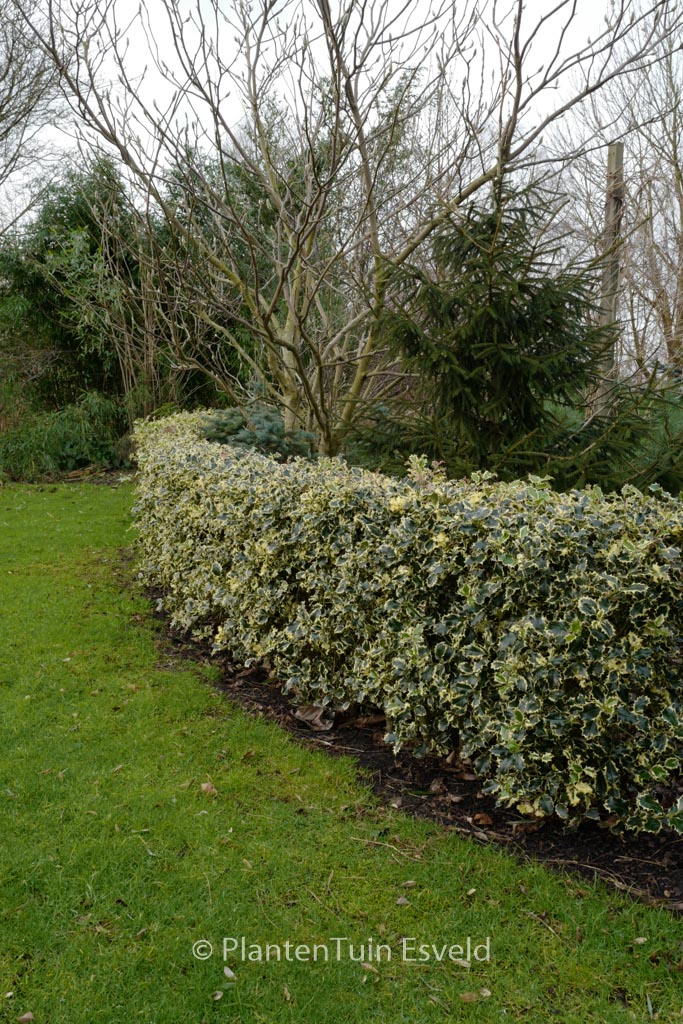 Ilex aquifolium 'Argentea Marginata'
