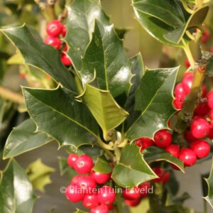 Ilex aquifolium 'Berlicum Beauty'