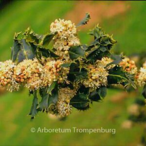 Ilex aquifolium 'Ferox'