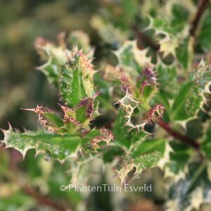 Ilex aquifolium 'Ferox Argentea'