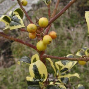 Ilex aquifolium 'Golden van Tol'