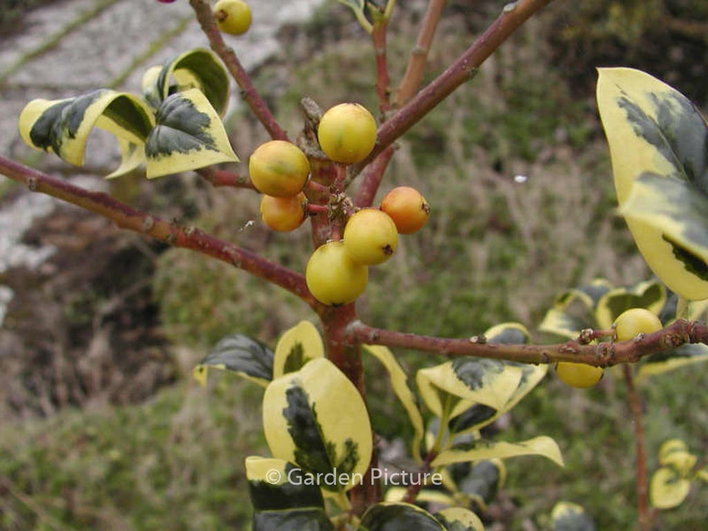 Ilex aquifolium 'Golden van Tol'