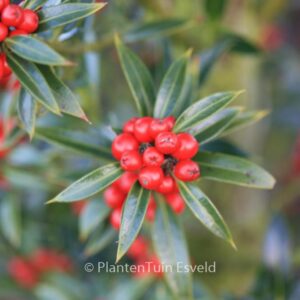 Ilex aquifolium 'Harpune'