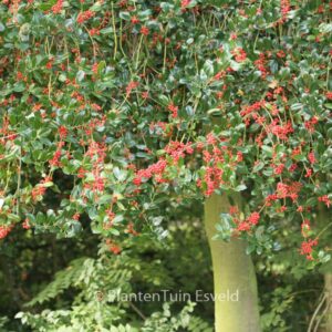 Ilex aquifolium 'J.C. van Tol'