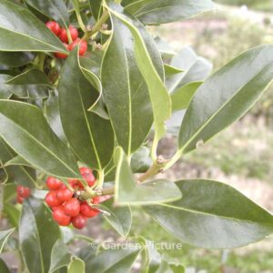 Ilex aquifolium 'Pyramidalis'